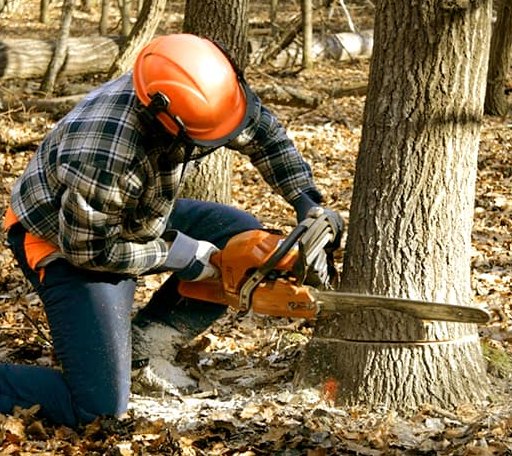 Tree Removal in Andrews Air Force Base, MD